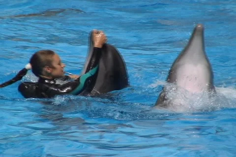 Dance with Dolphins  動画素材 1004413