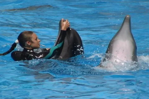 Dance with Dolphins 動画素材 7907172