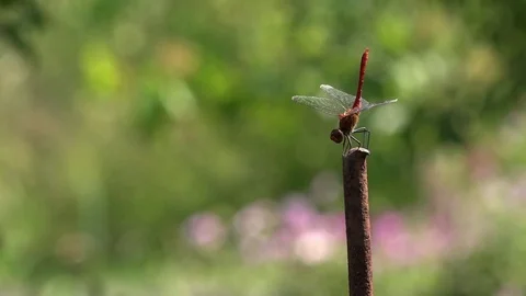 Dance of dragonflies.A dragonfly is posing on a stalk. Stock Footage 83912542