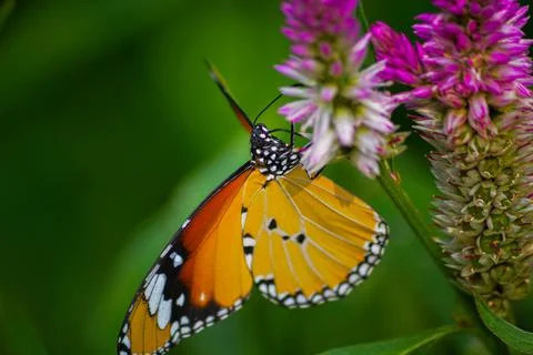 Dance on the flowers Stock Photos