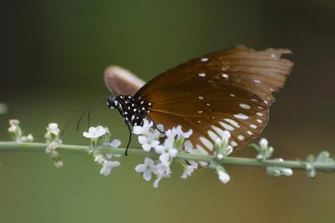 Dance on the flowers Stock Photos