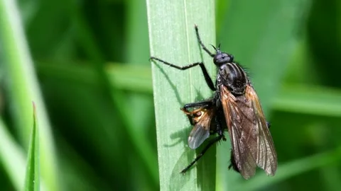 Dance Fly eats Yellow Dung Fly Stock Footage 138443197