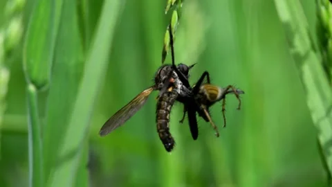 Dance Fly eats Yellow Dung Fly. Vidéo 138936937