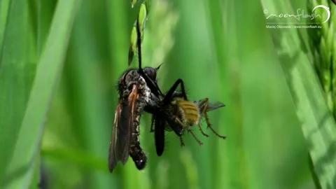 Dance Fly eats Yellow Dung Fly. Stock Footage 138936977