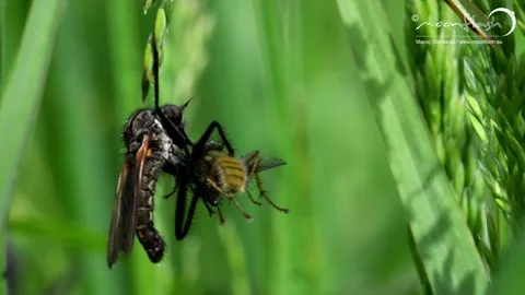 Dance Fly eats Yellow Dung Fly. Stock Footage 138937020