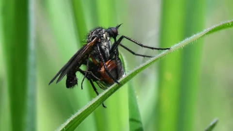Dance Fly eats Yellow Dung Fly. Stock-Footage 138937112