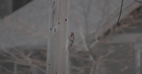 Dance Video stock 219360227