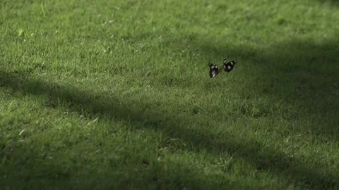 The Dance of Four Wings Stock Footage 315404771