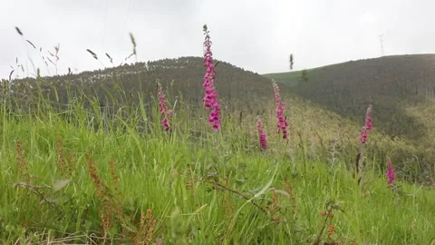 The dance of foxgloves in the mountains Stock Footage 246242067