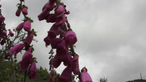 The dance of foxgloves in windy days Video stock 246242068