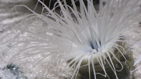 Dance of the ghost anemone in its natural habitat at the Aquarium Stock Footage 312078229