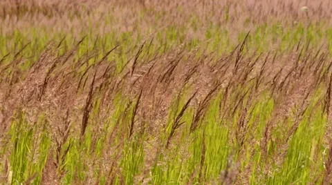 Dance grass Stock Footage 41643479