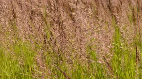 Dance grass Stock Footage 41643481