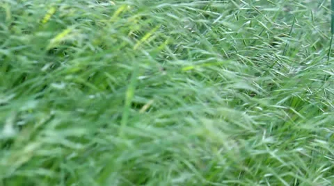 Dance of grass in the wind Stock Footage 23168348