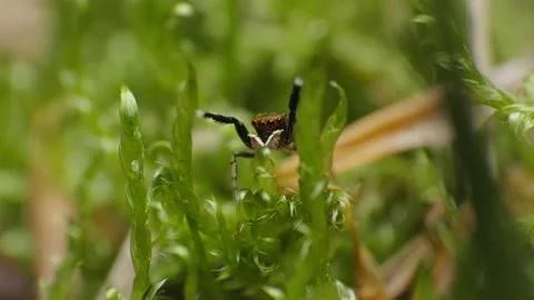 Dance of jumping spider, Evarcha falcata, orange eyebrows, macro Video 4K Stock Footage 156618924