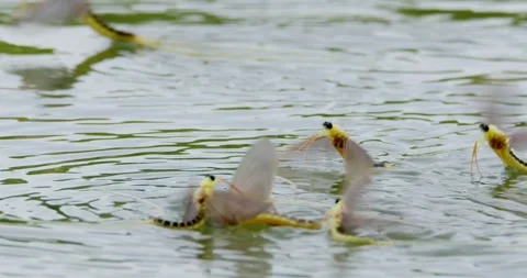 Dance of life and death, performance of insects known as Tisza mayfly Stock Footage 268990262
