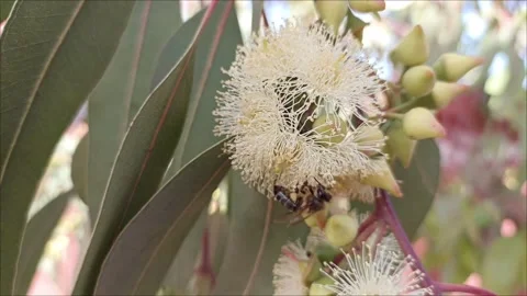 The Dance of Life: A Bee’s Journey on Eucalyptus Blooms Stock Footage 333007378