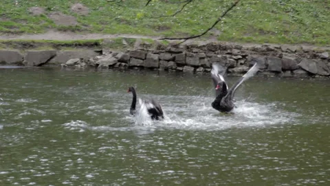 Dance love swans Stock Footage 108144005