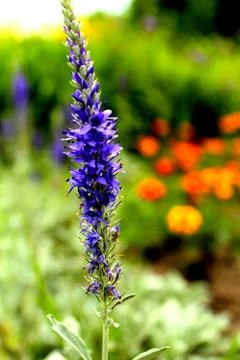 Dance of the nature Foto stock