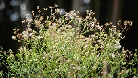 Dance of the Panicles – Grass in the Wind’s Embrace Stock Footage 312861571