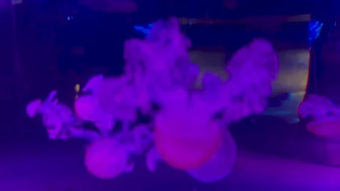 Dance of pink jellyfish Stock Footage 320602516