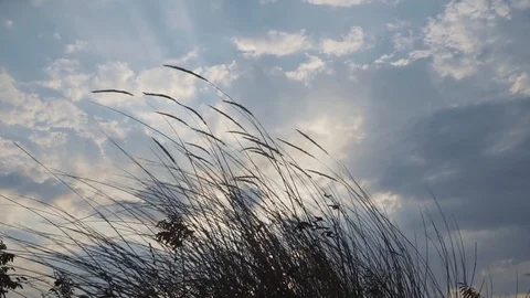 THE DANCE OF THE REED IN THE DESERTED Stock Footage 110763095