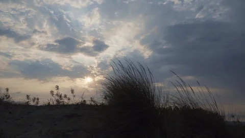 THE DANCE OF THE REED IN THE DESERTED Stock Footage 110763170