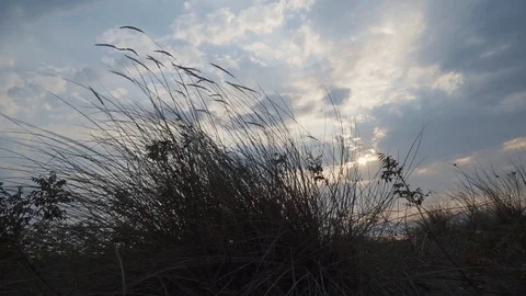 THE DANCE OF THE REED IN THE DESERTED Stock Footage 110763175