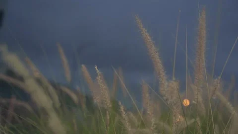 Dance reed Stock Footage 147706644