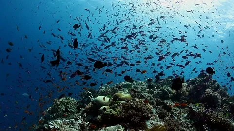 Dance of school of fish on coral reef in underwater ocean of Fiji. 库存影片 117573003