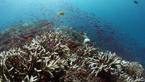 Dance of school of fish on coral reef in underwater ocean of Fiji. Video stock 117573137