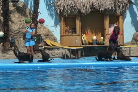 Dance Seal 3  Stock Footage 1063857