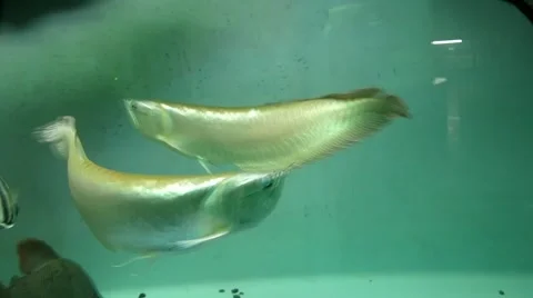 The dance of silver fish Stock Footage 41657206