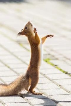 The Dance of Squirrels Stock Photos