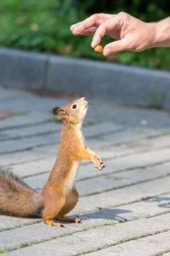 The Dance of Squirrels Stock Photos