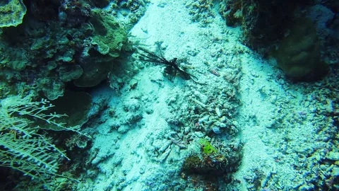 The dance of the starfish  - La danza de la estrella de mar Video stock 130063760