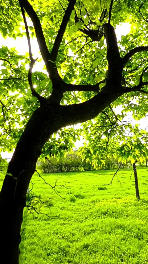 The Dance of Sunlight Through the Trees Stock Footage 278350355