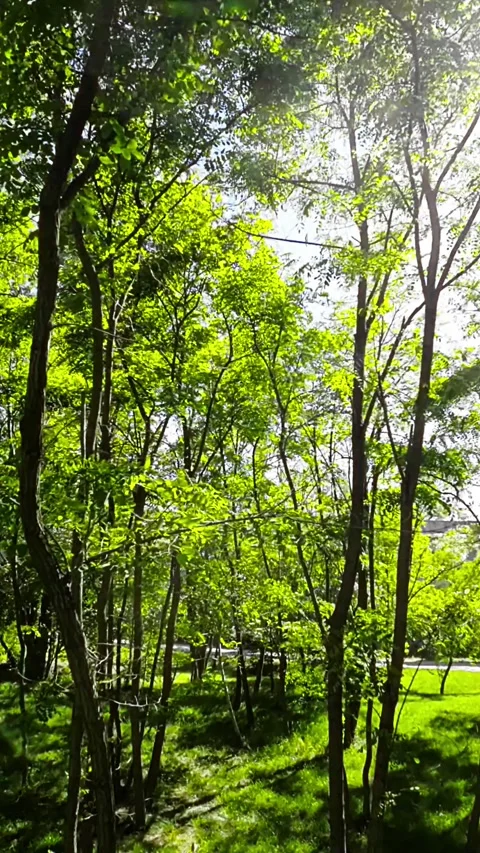 The Dance of Sunlight Through the Trees Stock Footage 279944746