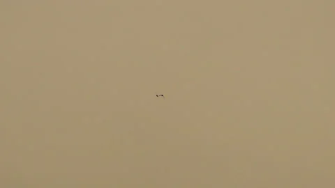 The dance of the swallows at sunset in slow motion - 4K - ProRes Stock Footage 153931311