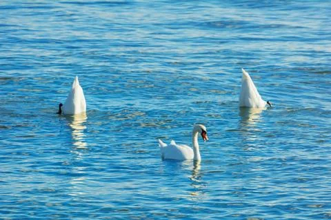 Dance of Swans Stock Photos