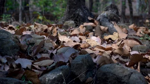 The Dance of Tree Leaves in the Forest Stock Footage 313566258