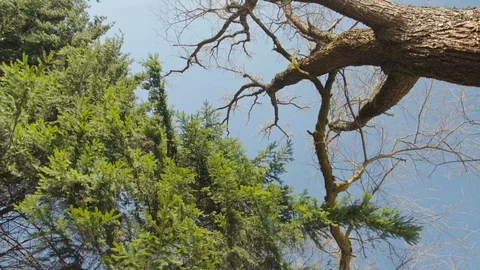 Dance of trees Stock Footage 105678375