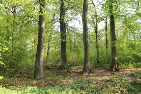 Dance Of The Trees Stock Photos