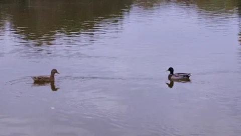 Dance of two ducks. Stock Footage 289877478