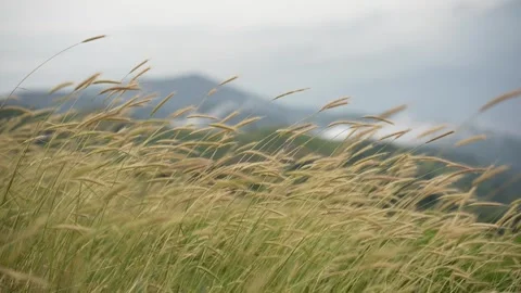 Dance of the wheat in the wind 1 Stock Footage 303688823