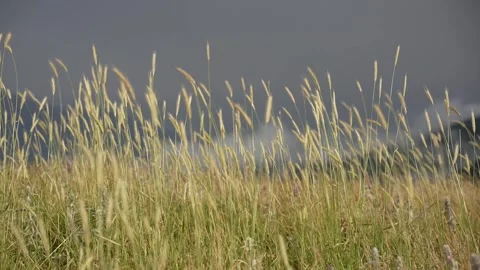 Dance of the wheat in the wind 2 Stock Footage 303688766