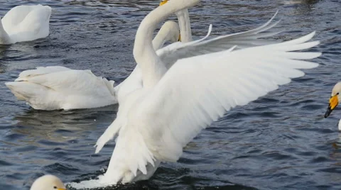 Dance of the wild Swan Stock Footage 61332643