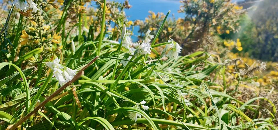 Dance on the wind Stock Photos
