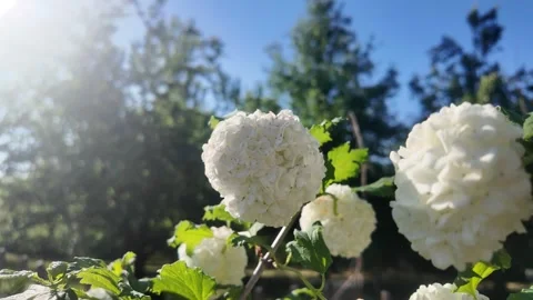 Dance in the Wind – The White Marigold Stock Footage 310457814