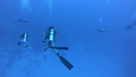 Dancers of the Deep Sea Explore a Vibrant Underwater World Stock Footage 327014271